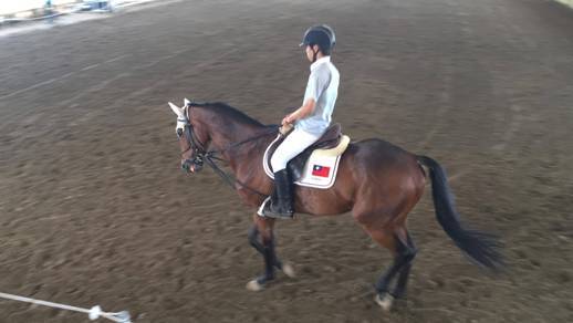 2016全國大專盃馬術錦標賽(105.05.28)圖片